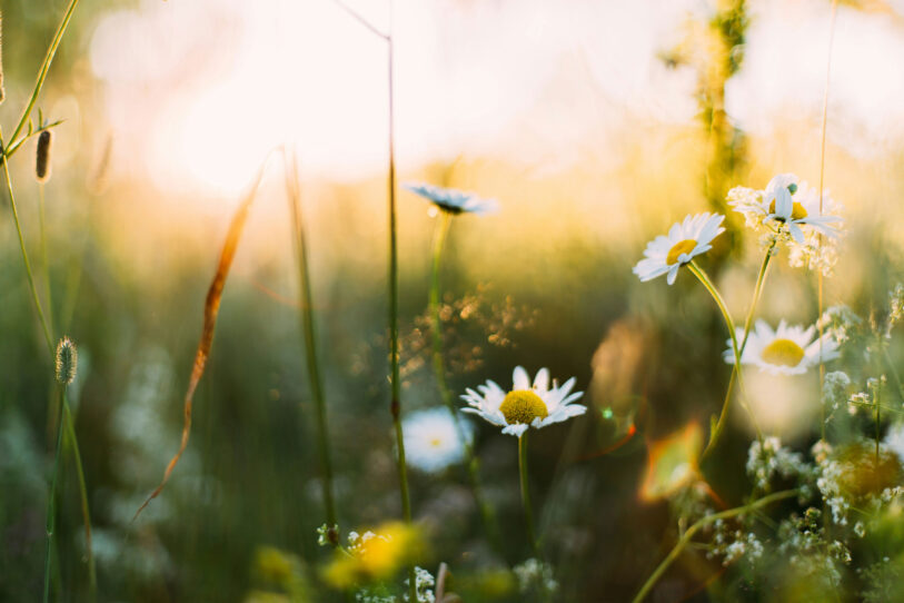 March Into Spring Blog image