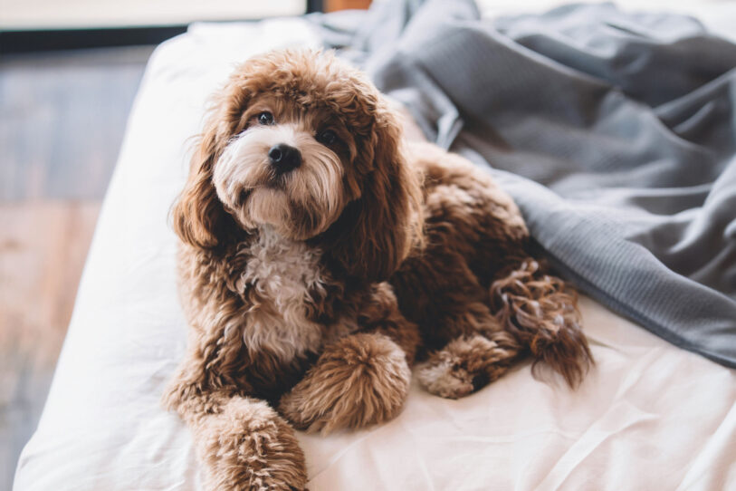 Pet Friendly Living